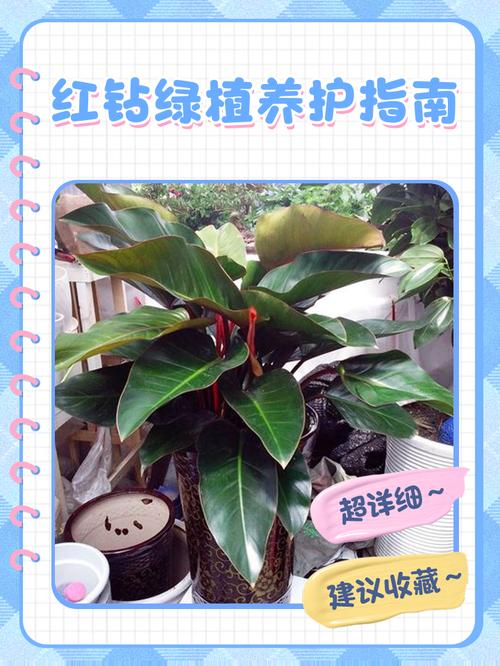 红钻叶子有毒吗，适合放在室内吗？，红钻叶上长斑点什么原因？-第4张图片-优品飞百科