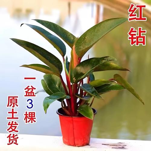 红钻叶子有毒吗，适合放在室内吗？，红钻叶上长斑点什么原因？-第5张图片-优品飞百科