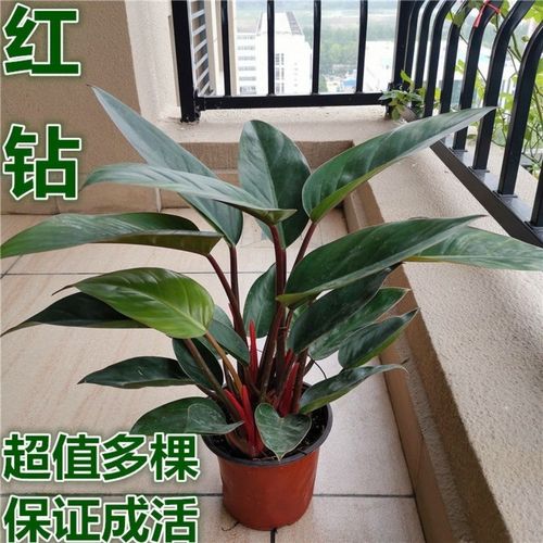 红钻叶子有毒吗，适合放在室内吗？，红钻叶上长斑点什么原因？-第6张图片-优品飞百科