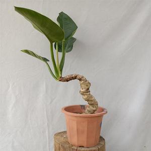 红钻叶子有毒吗，适合放在室内吗？，红钻叶上长斑点什么原因？-第7张图片-优品飞百科