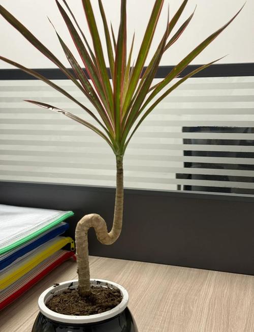 千年木的功效与作用，千年木的功效与作用及禁忌-第1张图片-优品飞百科