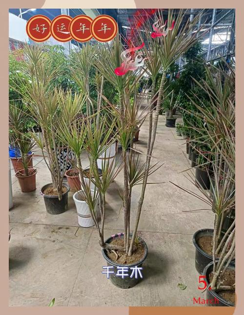 千年木的功效与作用，千年木的功效与作用及禁忌-第3张图片-优品飞百科