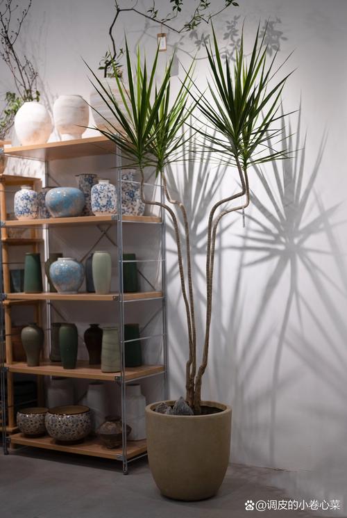 千年木的功效与作用，千年木的功效与作用及禁忌-第4张图片-优品飞百科