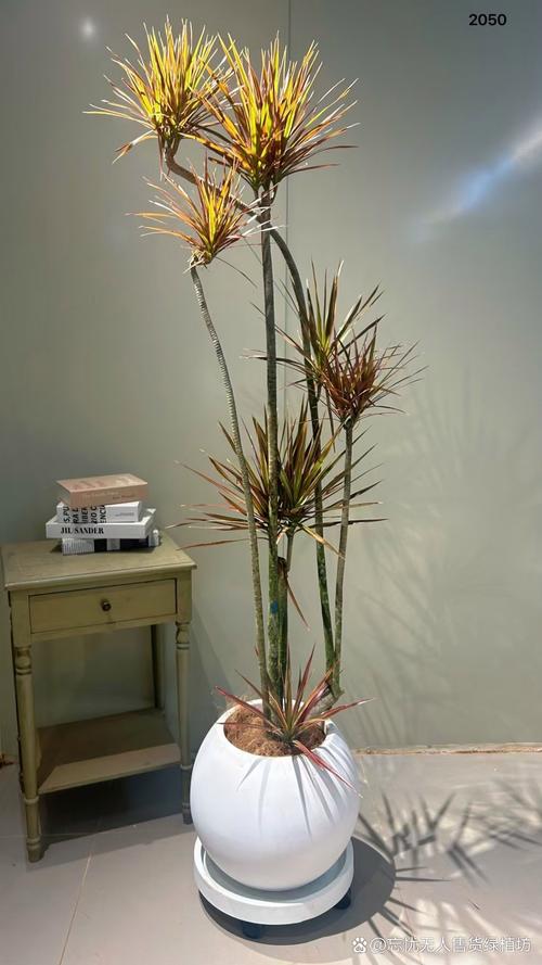 千年木的功效与作用，千年木的功效与作用及禁忌-第5张图片-优品飞百科