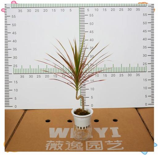 千年木的功效与作用，千年木的功效与作用及禁忌-第6张图片-优品飞百科