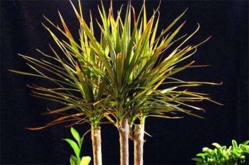 千年木的功效与作用，千年木的功效与作用及禁忌-第7张图片-优品飞百科