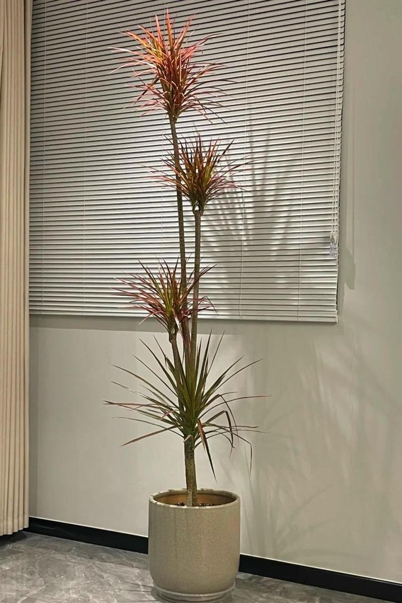 千年木的功效与作用，千年木的功效与作用及禁忌-第8张图片-优品飞百科