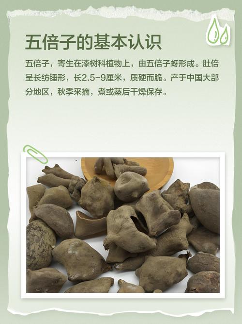 它被称为植物界的“止血剂”，田间随处可见，很多人都不知道的简单介绍-第1张图片-优品飞百科