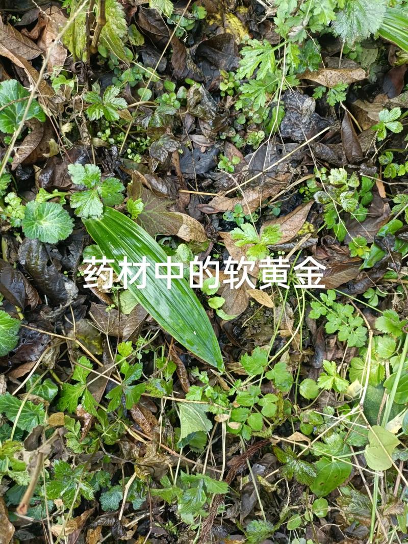 它被称为植物界的“止血剂”，田间随处可见，很多人都不知道的简单介绍-第2张图片-优品飞百科