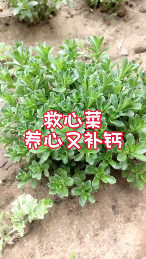 它被称为植物界的“止血剂”，田间随处可见，很多人都不知道的简单介绍-第4张图片-优品飞百科