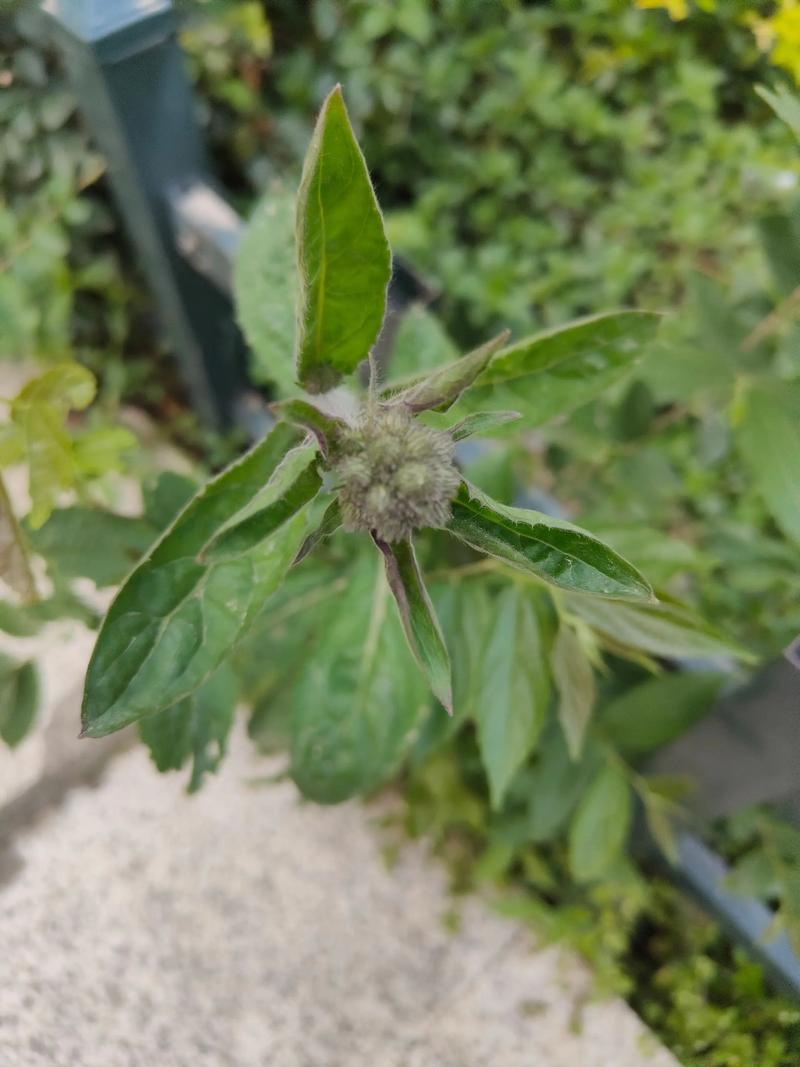 它被称为植物界的“止血剂”，田间随处可见，很多人都不知道的简单介绍-第5张图片-优品飞百科