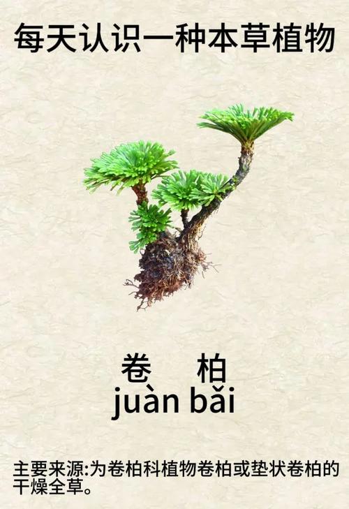 它被称为植物界的“止血剂”，田间随处可见，很多人都不知道的简单介绍-第6张图片-优品飞百科