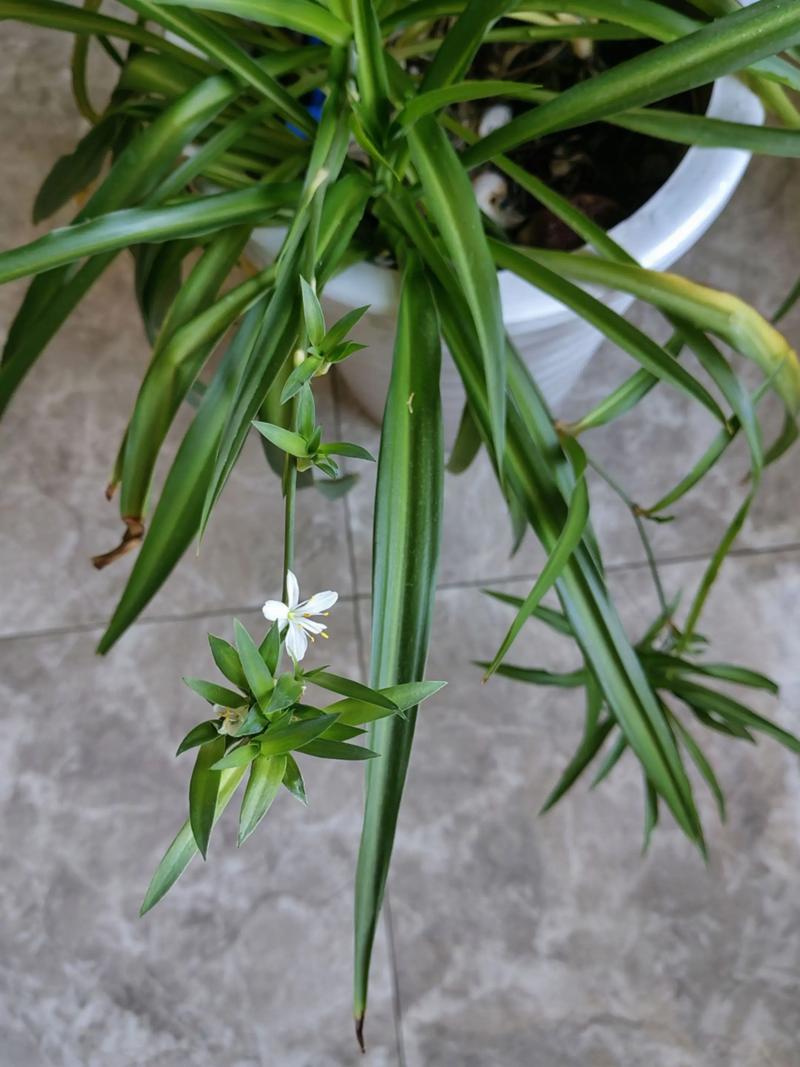 兰花开花的迷信说法？兰花开花说明什么？-第1张图片-优品飞百科