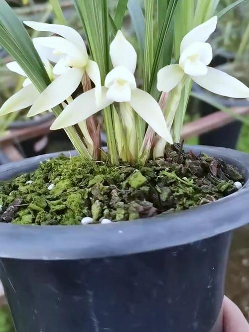 兰花开花的迷信说法？兰花开花说明什么？-第2张图片-优品飞百科