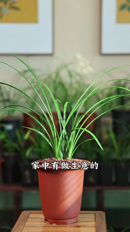 兰花开花的迷信说法？兰花开花说明什么？-第3张图片-优品飞百科