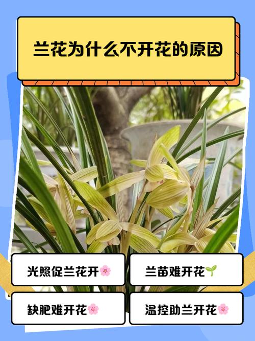 兰花开花的迷信说法？兰花开花说明什么？-第5张图片-优品飞百科