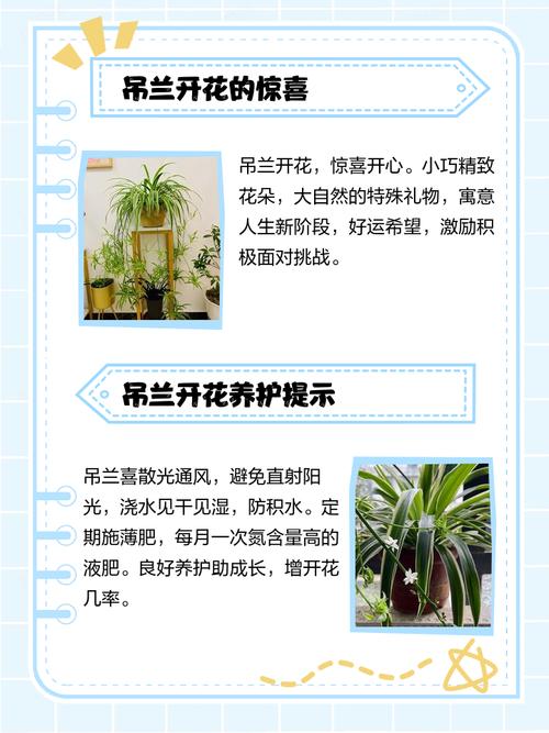 兰花开花的迷信说法？兰花开花说明什么？-第4张图片-优品飞百科