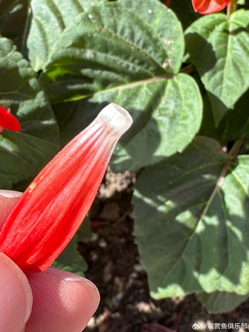 一串红有毒吗，一串红有毒吗能吃吗？-第1张图片-优品飞百科