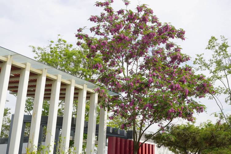 济南适合养什么花，市花和市树是什么，适合济南养的花？