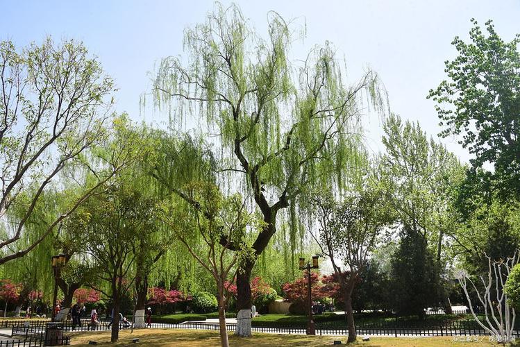 济南适合养什么花，市花和市树是什么，适合济南养的花？-第2张图片-优品飞百科