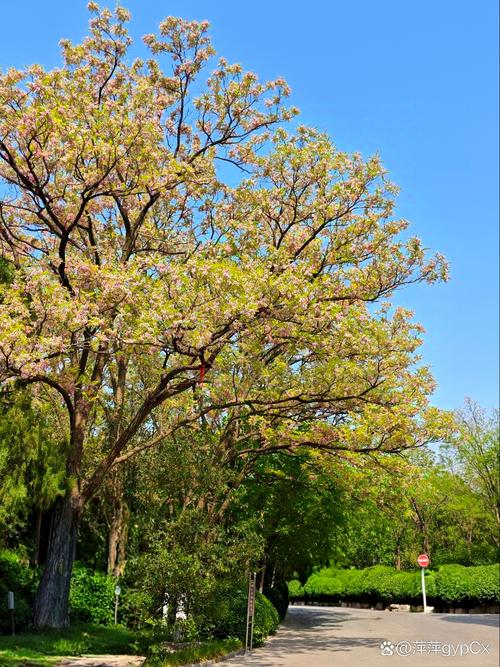 济南适合养什么花，市花和市树是什么，适合济南养的花？-第3张图片-优品飞百科