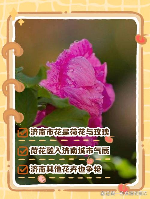 济南适合养什么花，市花和市树是什么，适合济南养的花？-第6张图片-优品飞百科