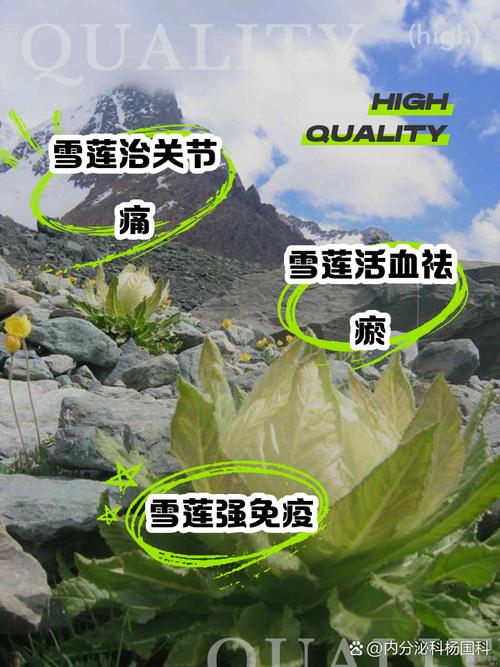 雪叶莲有毒吗，怎么养殖最省心，雪叶莲在园林上主要用途？