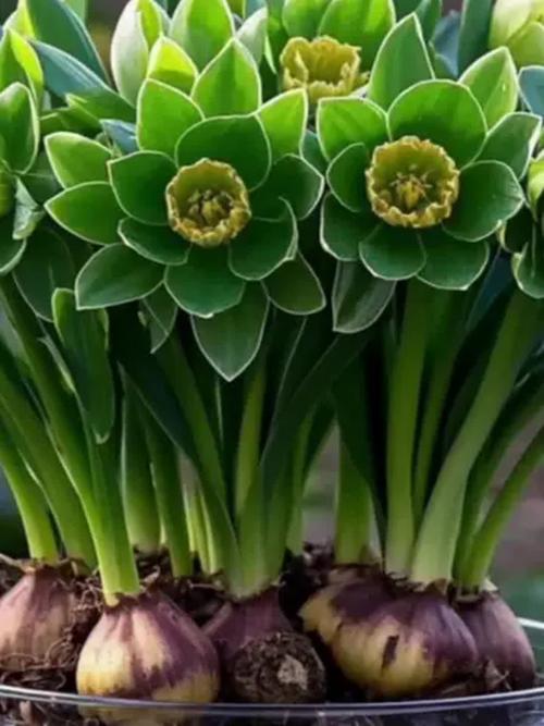 雪叶莲有毒吗，怎么养殖最省心，雪叶莲在园林上主要用途？-第2张图片-优品飞百科