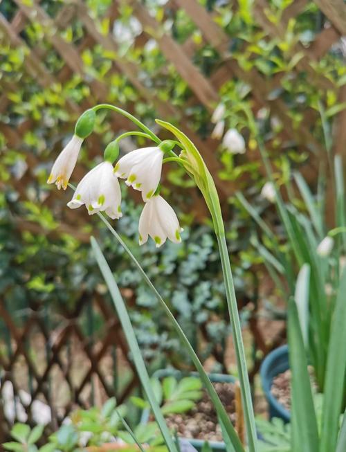 雪叶莲有毒吗，怎么养殖最省心，雪叶莲在园林上主要用途？-第3张图片-优品飞百科