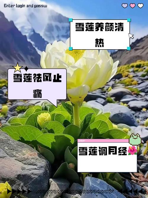 雪叶莲有毒吗，怎么养殖最省心，雪叶莲在园林上主要用途？-第4张图片-优品飞百科