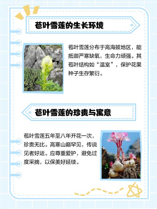 雪叶莲有毒吗，怎么养殖最省心，雪叶莲在园林上主要用途？-第5张图片-优品飞百科