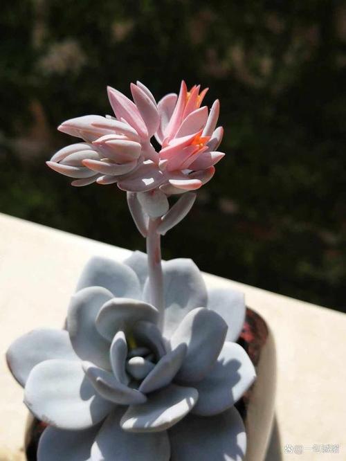 雪叶莲有毒吗，怎么养殖最省心，雪叶莲在园林上主要用途？-第7张图片-优品飞百科