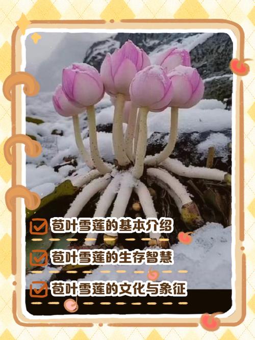 雪叶莲有毒吗，怎么养殖最省心，雪叶莲在园林上主要用途？-第8张图片-优品飞百科