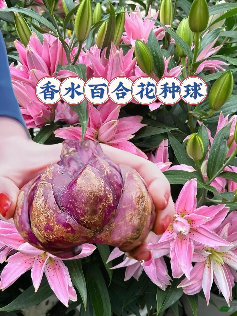 百合和香水百合的区别,香水百合跟百合区别?-第1张图片-优品飞百科 百合和香水百合的区别,香水百合跟百合区别?-第1张图片-优品飞百科