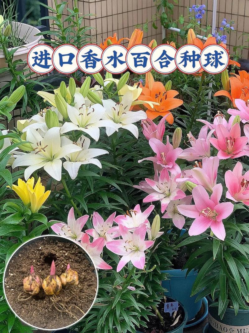 百合和香水百合的区别,香水百合跟百合区别?-第2张图片-优品飞百科 百合和香水百合的区别,香水百合跟百合区别?-第2张图片-优品飞百科