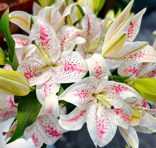 百合和香水百合的区别,香水百合跟百合区别?-第3张图片-优品飞百科 百合和香水百合的区别,香水百合跟百合区别?-第3张图片-优品飞百科