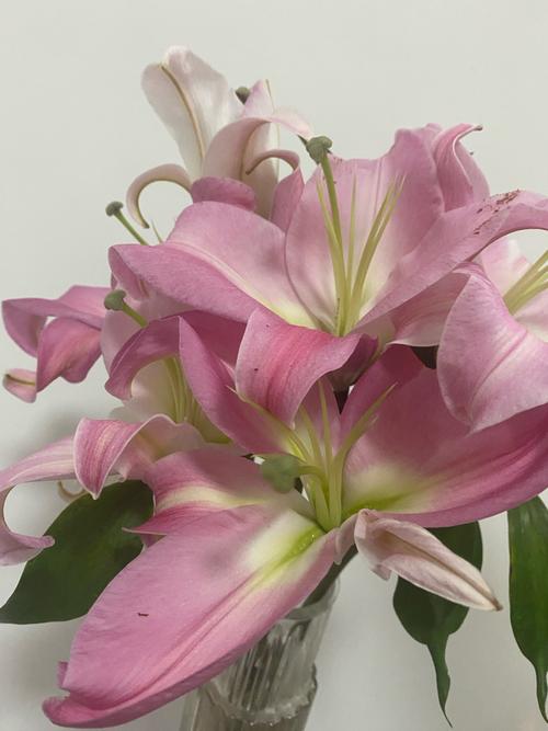 百合和香水百合的区别,香水百合跟百合区别?-第4张图片-优品飞百科 百合和香水百合的区别,香水百合跟百合区别?-第4张图片-优品飞百科