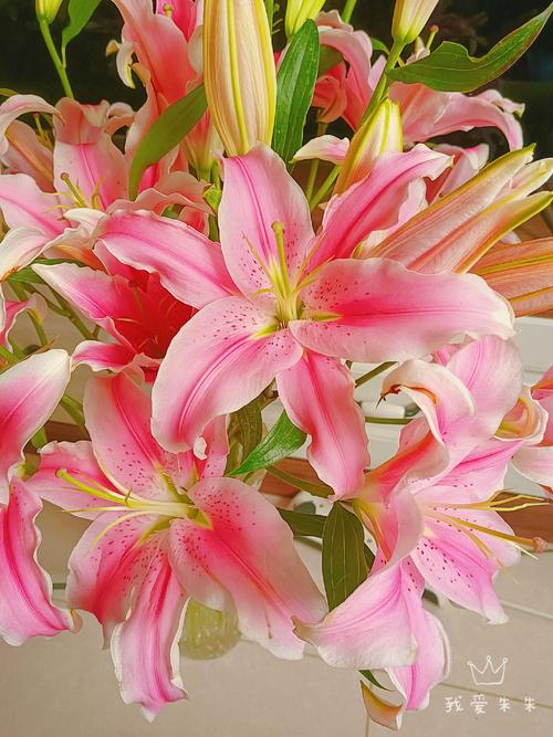 百合和香水百合的区别,香水百合跟百合区别?-第5张图片-优品飞百科 百合和香水百合的区别,香水百合跟百合区别?-第5张图片-优品飞百科