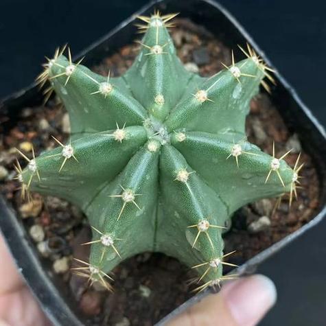 仙人球的摆放风水？仙人球的摆放室内风水？