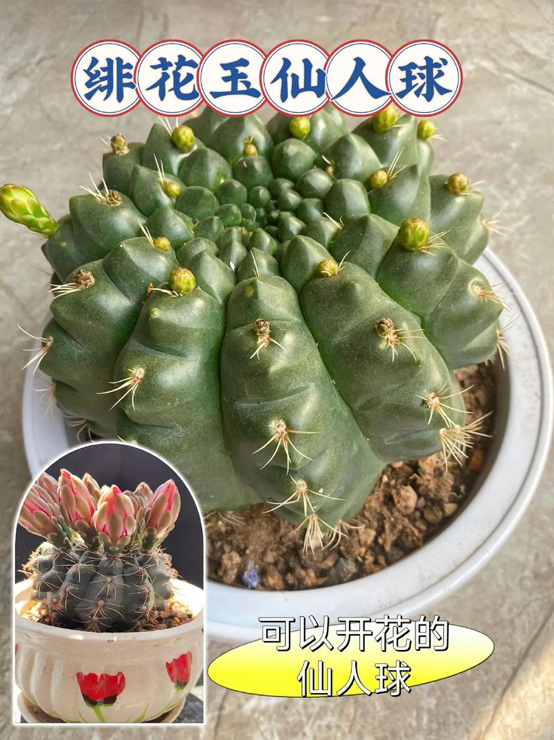 仙人球的摆放风水?仙人球的摆放室内风水?-第3张图片-优品飞百科 仙人球的摆放风水?仙人球的摆放室内风水?-第3张图片-优品飞百科