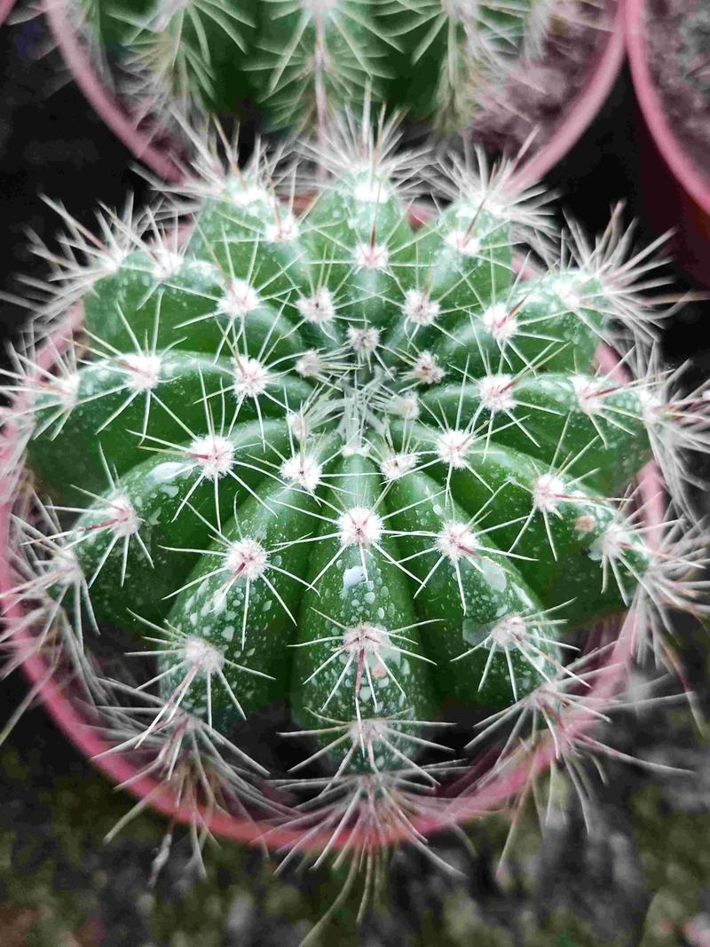 仙人球的摆放风水?仙人球的摆放室内风水?-第5张图片-优品飞百科 仙人球的摆放风水?仙人球的摆放室内风水?-第5张图片-优品飞百科