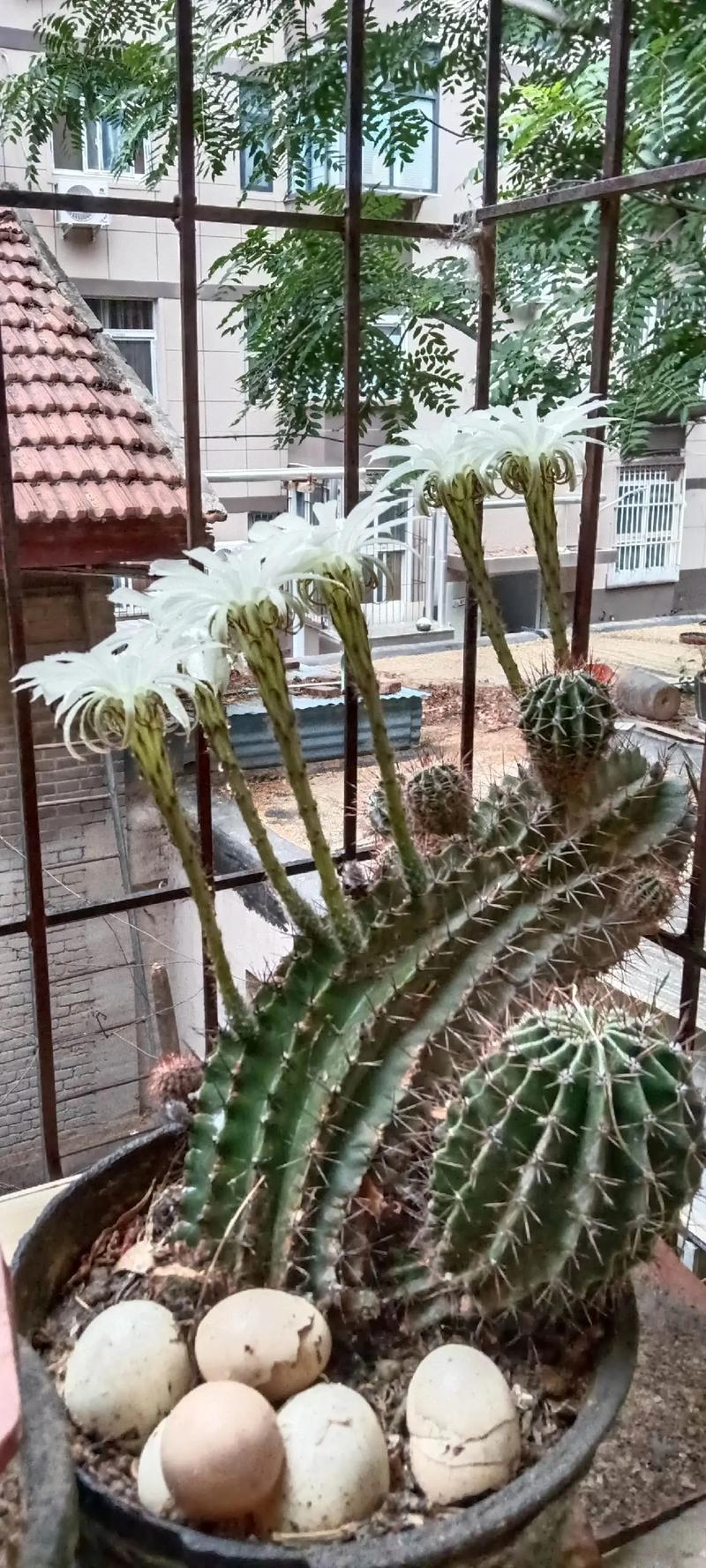 仙人球的摆放风水?仙人球的摆放室内风水?-第6张图片-优品飞百科 仙人球的摆放风水?仙人球的摆放室内风水?-第6张图片-优品飞百科