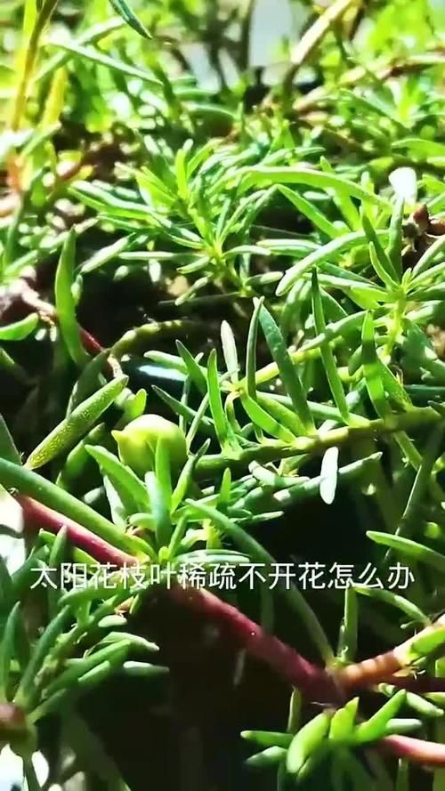 太阳花不开花，为啥太阳花只疯长不开花？