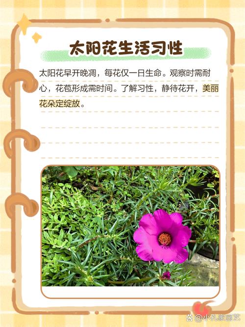 太阳花不开花，为啥太阳花只疯长不开花？-第2张图片-优品飞百科