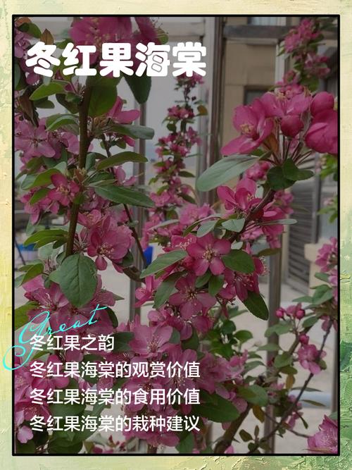 海棠冬季有叶子吗，冬季开花吗，海棠冬季有叶子吗,冬季开花吗图片？