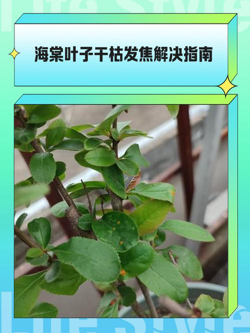 海棠冬季有叶子吗，冬季开花吗，海棠冬季有叶子吗,冬季开花吗图片？-第2张图片-优品飞百科