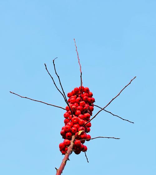 海棠冬季有叶子吗，冬季开花吗，海棠冬季有叶子吗,冬季开花吗图片？-第3张图片-优品飞百科