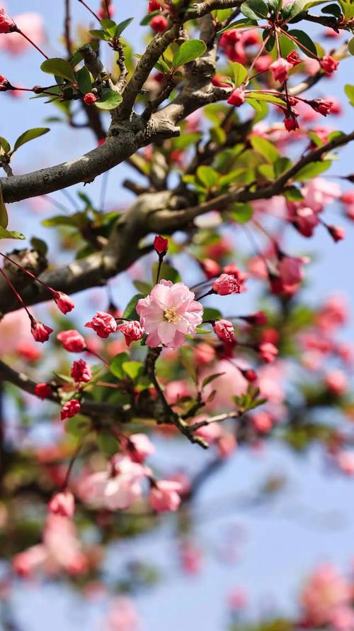 海棠冬季有叶子吗，冬季开花吗，海棠冬季有叶子吗,冬季开花吗图片？-第4张图片-优品飞百科