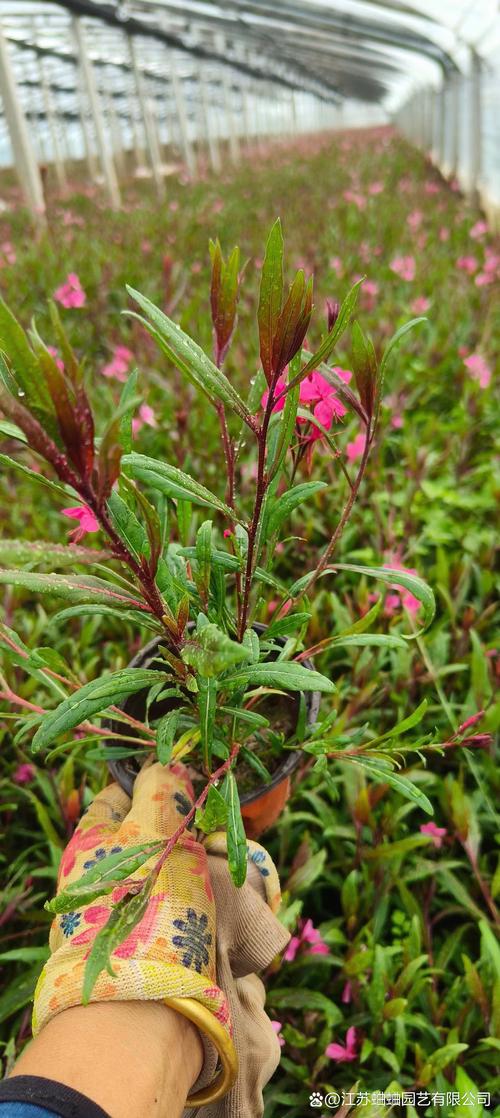 千鸟花的作用有哪些？千鸟花功效？-第1张图片-优品飞百科