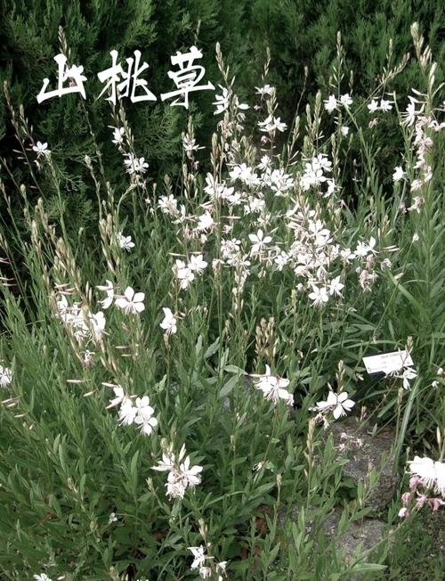 千鸟花的作用有哪些？千鸟花功效？-第2张图片-优品飞百科